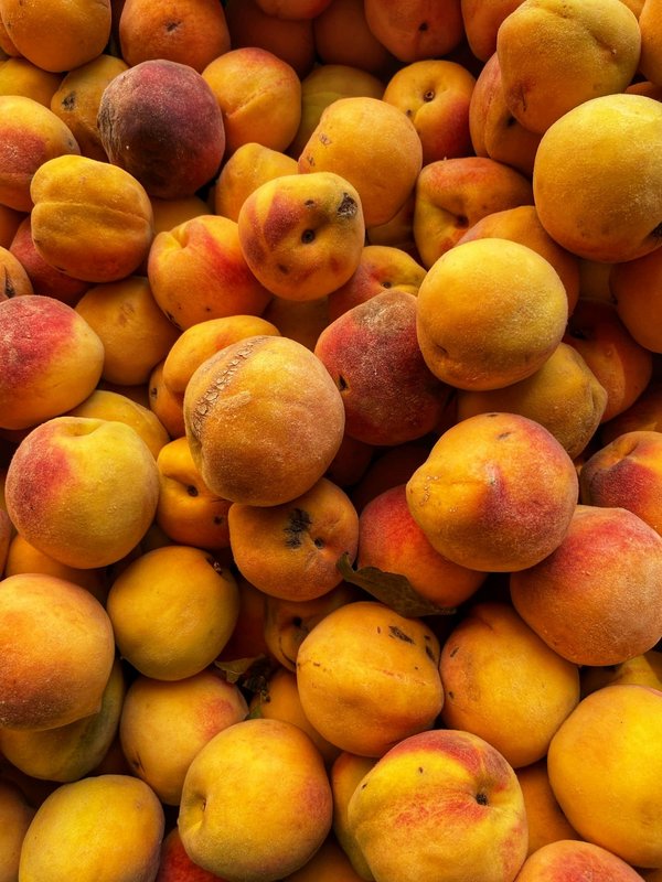 Où découvrir les traditions de la pêche au harpon en Polynésie Française?